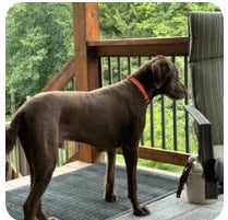 Customer dog photo