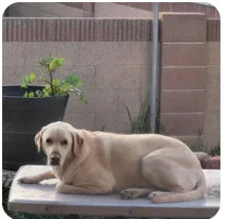 Customer dog photo