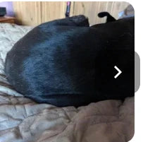 Customer dog photo