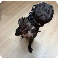 Customer dog photo
