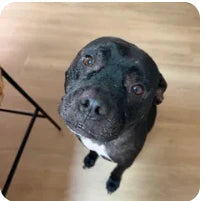 Customer dog photo