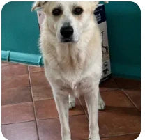 Customer dog photo