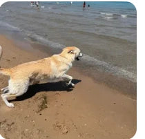 Customer dog photo