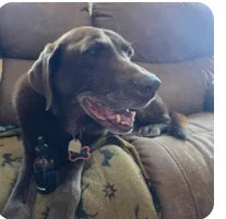 Customer dog photo