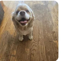 Customer dog photo